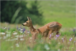 <p>SRNEC OBECNÝ (Capreolus capreolus) Šluknovsko - Království /European roe deer - Reh/</p>